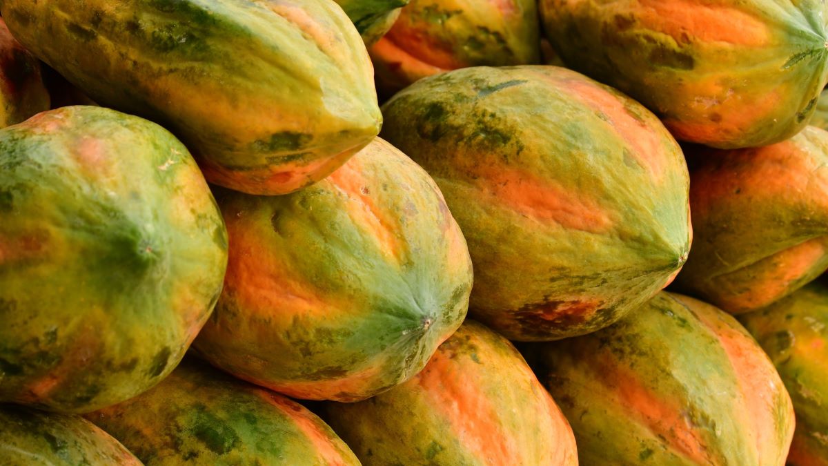 Radiación UV-C modulada para el control de enfermedades y conservación de calidad en poscosecha de papaya y naranja.jpg